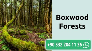 Boxwood Forests